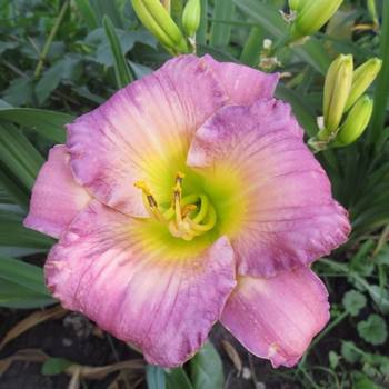 Лилейник Hemerocallis ‘Moroccan Sunrise’